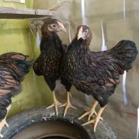 ویاندوت بلک رد و جوجه بلو رد