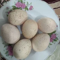 تخم بو قلمون