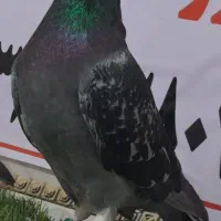 نر پلاکی گرفتنی جان اردن  درشادگان