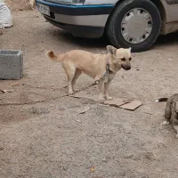 بیستی حساس نگهبانی