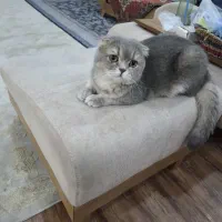 فروش گربه اسکاتیش فولد