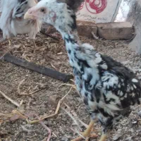 لاری جوجه محلی خروس مرغ|حیوانات مزرعه|رباط‌کریم, نصیرشهر|دیوار