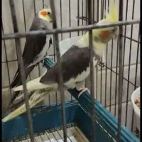 عروس هلندی سخنگو