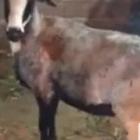 گوسفند ماده با بره ۲هفته ای