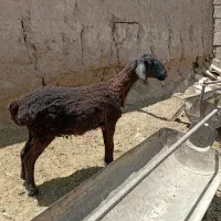 بره ماده سالم سرحال