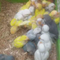 جوجه سرلاکی کوتوله