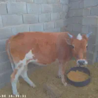 مهرستان|حیوانات مزرعه|پسکوه, |دیوار