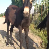 قاطر