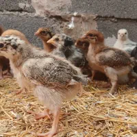 جوجه مرغ خروس