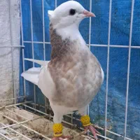 طوقی جوانه|پرنده|گنبد کاووس, |دیوار