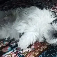 سگ شیتزو|سگ|کرمان, |دیوار