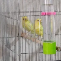 فروش انواع قناری خانگی|پرنده|کنگاور, |دیوار