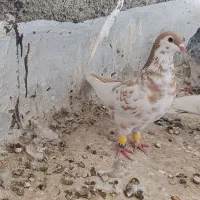 کفتر