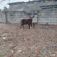 فروش گوسفند