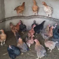 فروش مرغ محلی