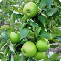 فروش ویلا باغ تفریحی 1100متر سند تک برگ