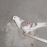 کبوتر فروشی