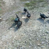 فروش اردک ماده اسرائیلی|حیوانات مزرعه|رشت, پیرکلاچای|دیوار