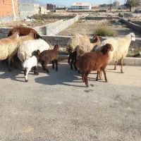 میش بره دار