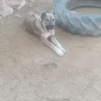 سلام یک عدد کوچ ۱۰ماهه سرابی|سگ|درمیان, |دیوار