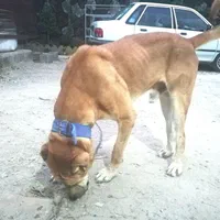 آموزش تخصصی سگهای نگهبان و خانگی|خدمات آموزشی|ورامین, ورامین|دیوار