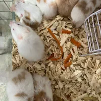 همسترهای مینیاتوری چشم شرابی|موش و خرگوش|چالوس, |دیوار