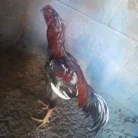 خروس نوک طوطی