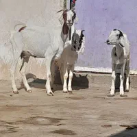 تعدادی بز با یک کره شیری