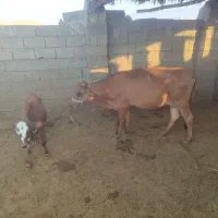 فروش گاو زاییده|حیوانات مزرعه|بندر کنگان, |دیوار