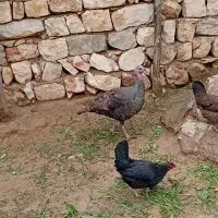 2عدد بوقلمون ماده