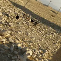 مرغ محلی درشت|حیوانات مزرعه|لیکک, |دیوار