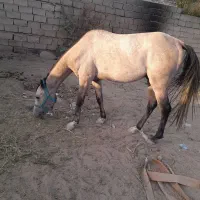 اسب عرب نریون|اسب و تجهیزات اسبسواری|بم, |دیوار