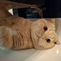 فروش گربه|گربه|تربت‌حیدریه, ۴۵ متری|دیوار