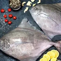 ماهی شیر وحلوا صید امروز برای لاکچری خورها|خوردنی و آشامیدنی|ساوه, |دیوار