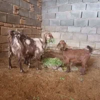 بز و کره (بردسیر)|حیوانات مزرعه|بردسیر, |دیوار