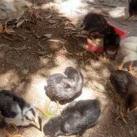 جوجه لاری یک ماهه