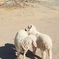 جفت بره نر ماده دورگ مناسب|حیوانات مزرعه|جیرفت, |دیوار