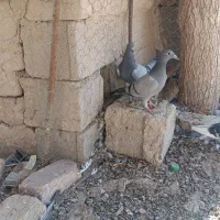جوجه مسافتی
