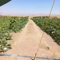 فروش کاه یونجه اسپرس