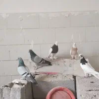 پنج عدد کبوتر