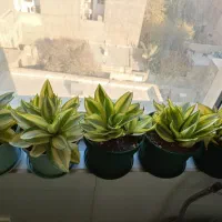 گلدون سانسوریا|گل و گیاه طبیعی|ری, تقی آباد|دیوار