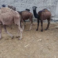 10نفر حاشی شتر|حیوانات مزرعه|جوین, |دیوار