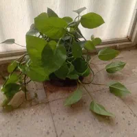 حراج گلدانهای مختلف