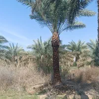 خرید فروش نخل وارسال|خدمات باغبانی و درختکاری|شادگان, |دیوار