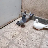 کفتر سفید جوجه جوان|پرنده|مشهد, بهاران|دیوار