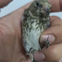 جوجه سهره با مولد زاغ گرفته شده کال مناسب زیر دهن