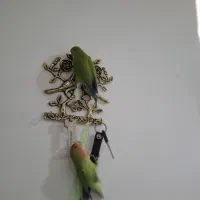 سه عدد طوطی برزیلی نروماده دستباز|پرنده|سنندج, |دیوار