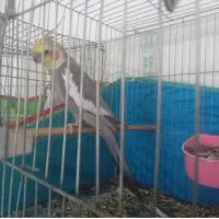 جفت عروس هلندی( نر سخنگو و میخونه )