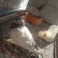 کفتر