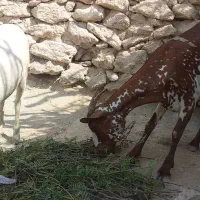 کهره نقشی بابچه ماده وآغوس باب درخانه